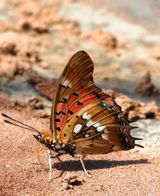Charaxes jahlusa  pearl spotted charaxes.jpg
