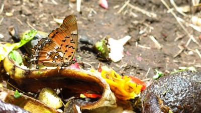 Charaxes Jahlusa rex Pearl-spotted Charaxes.jpg