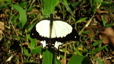 Papilio Dardanus cenea Mocker swallowtail (3).jpg