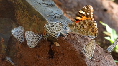 Vannesa cardui Painted Lady and Azanus Jesous Topaz spotted blue and Leptotes.jpg