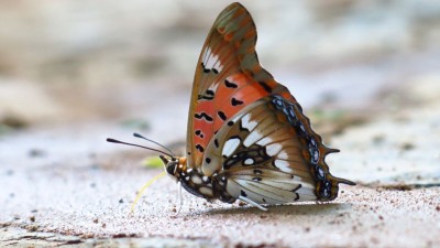 Charaxes jahlusa rex Pearl-spotted Chara1xes.jpg