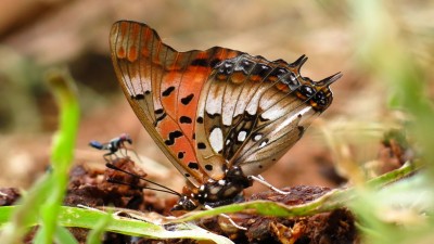 Charaxes jahlusa Jahlusa pearl spotted charaxes.JPG