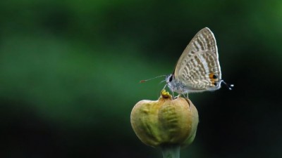 Lampides boeticus long tailed blue (2).JPG
