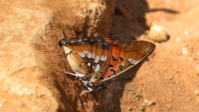 Charaxes jahlusa rex Pearl -spotted Charaxes.jpg