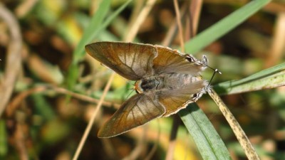 Deudorix antalus-brown playboy female (3).JPG
