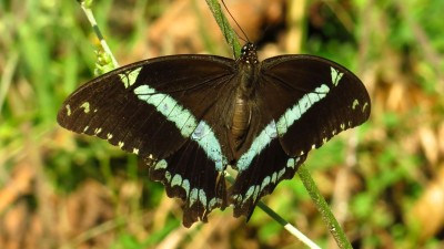 Papilio nireus lyaeus Narrow Green-banded Swallowtail.jpg