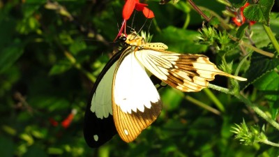 Papilio Dardanus Mocker Swallowtail.jpg