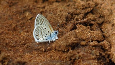 Azanus ubaldus velvet spotted blue (2).JPG