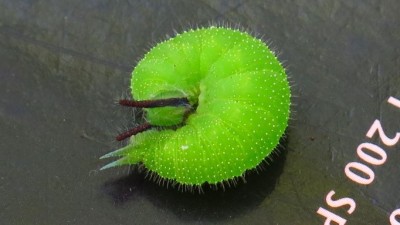 Melanitis leda helena larva.JPG