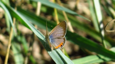 Cupidopsis jobares jobates Tailed Meadow Blue.jpg