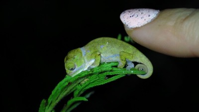 Flap necked chameleon .jpg