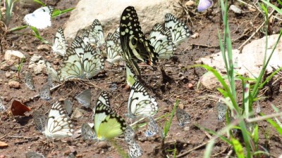 Papilio demodocus belonois aurota and creona axiocerses amanga azanus jesous and moriqua anthene definita definita leptotes pirithous eichychrysops messapus mahalokoena.JPG