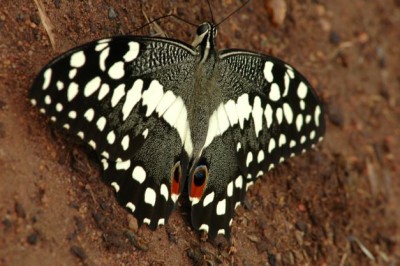Papilio demodocus demoducus citrus swallowtail (3).JPG