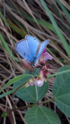 Lepidochrysops patricia Patricia blue male (5).JPG