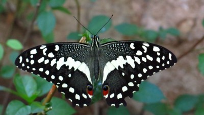 Papilio demodocus demodocus Citris swallowtail.jpg