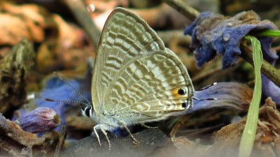 Lampides boeticus long tailed blue.JPG