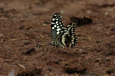 Papilio demodocus demoducus citrus swallowtail (2).JPG
