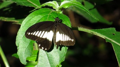 Papilio echerioides echeriodes White-banded swallowtail.jpg