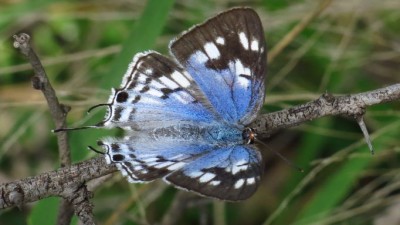 Iolaus bowkeri tearei bowker's tailed blue (4).JPG