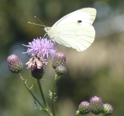 Large White Butterfly taken by Quince Tree Day Nursery