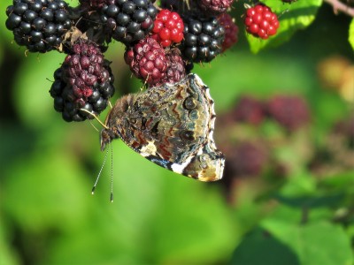 Red Admiral underwing