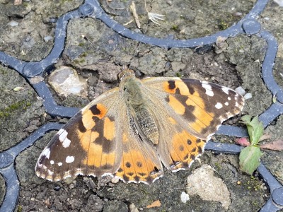 Painted Lady 15/05/2024 Baddow Meads