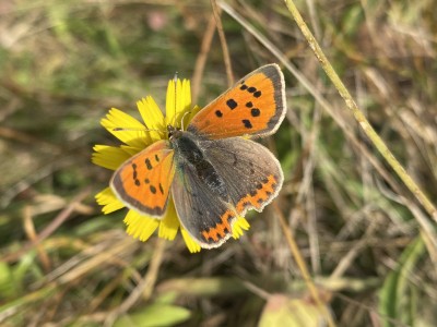 Small Copper 09/10/2023 Small Copper, Great Holland Pits NR, Essex