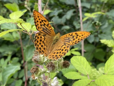 Silver-washed Fritillary m 18/07/2023 Hatfield Forest, Essex