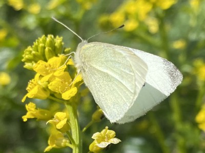 Small White 29/04/2024 Baddow Meads