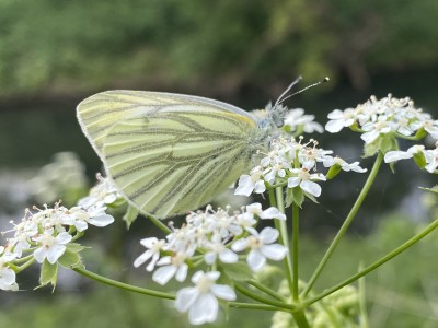 Green-veined White m 24/04/2024 River Can