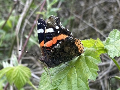 2024.04.29 Red Admiral Meadgate Fields a.JPEG