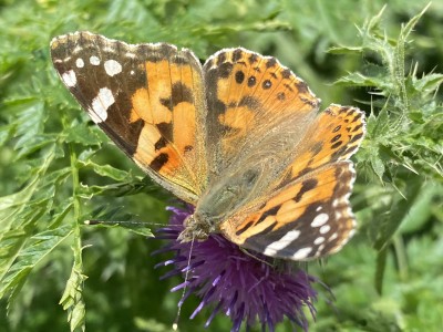 Painted Lady 17/05/2024 Baddow Meads