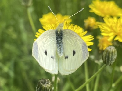 Small White f 15/05/2024 Baddow Meads