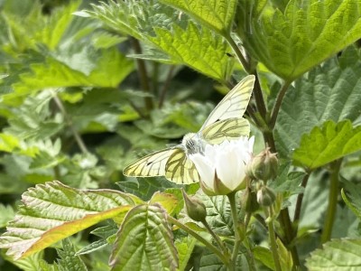 Green-veined White m 24/04/2024 River Can