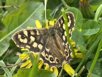 Female Speckled Wood 22/04/2024 Meadgate park