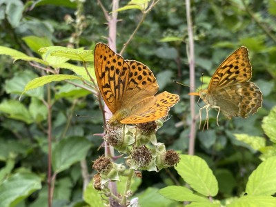 Silver-washed Fritillary m 18/07/2023 Hatfield Forest, Essex