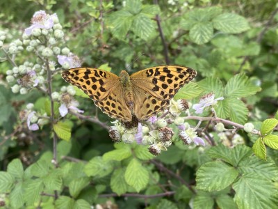 Silver-washed Fritillary f 18/07/2023 Hatfield Forest, Essex