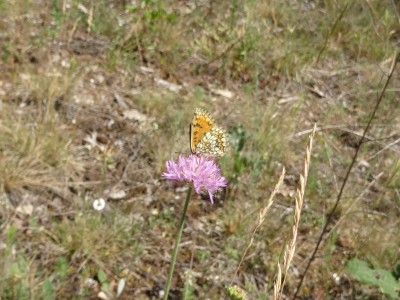 Fritillary somewhere in lowland Provence