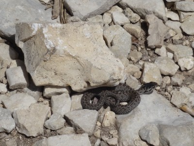 Orsini's Viper - Europe's smallest snake