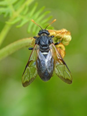 UKB Giant Birch Sawfly, Rowland Wood 19.5.23.jpg