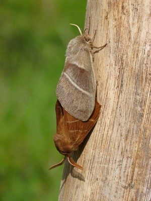 UKB Fox Moth pairing, Rewell Wood 15.5.23.jpg