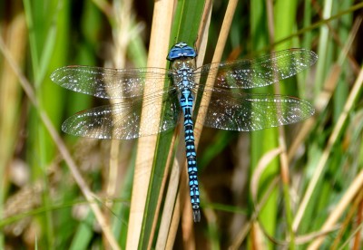 Southern Migrant Hawker at Oare Marshes.