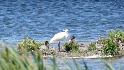 Spoonbill at Dungeness.