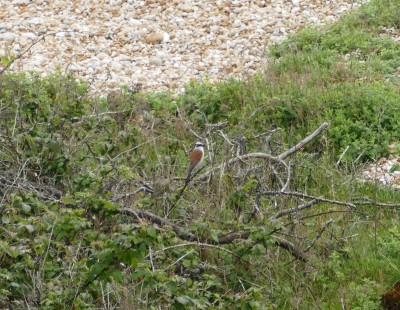 Red Backed Shrike at Dungeness from May.