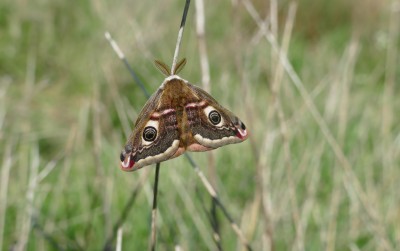 Emperor Moth at Oare Marshes on the North Kent Coast.