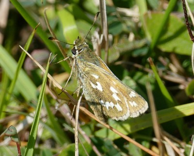 Silver Spotted Skipper. The lonelly individual at Wye NR.