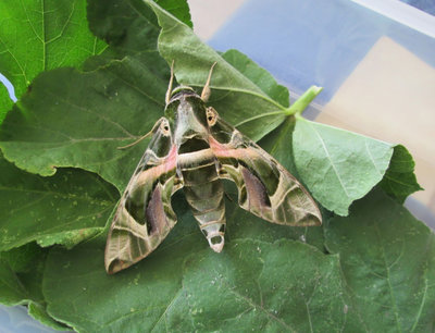 No excuses for another photo of the Rare, and in my view, most stunning of moths. The Oleander Hawkmoth at Dungeness.