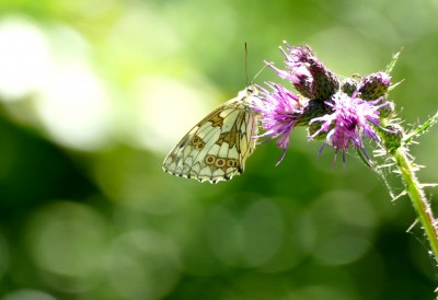 Marbled White at Orlestone Forest.