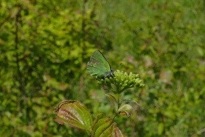 A spring favourite of ours. Green Hairstreak near Wye NNR. Summer is on it's way.