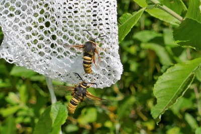 Lunar Hornet Clearwing in Orlestone Forest.